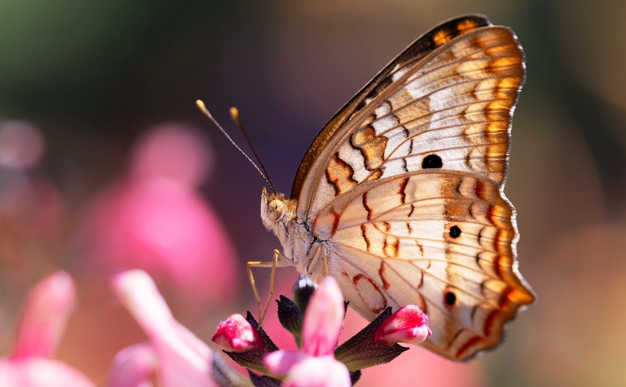 Exploring Symmetry: Butterfly Crafts for Kids